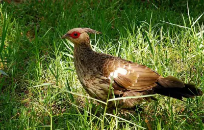 Kalij Pheasant