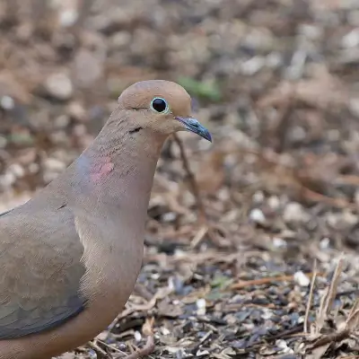 Mourning Dove