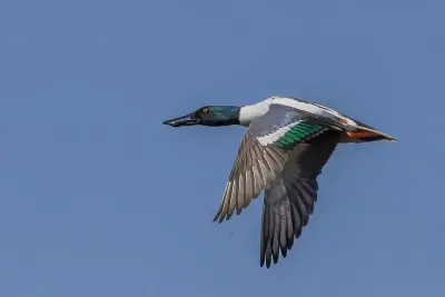 Northern Shoveler