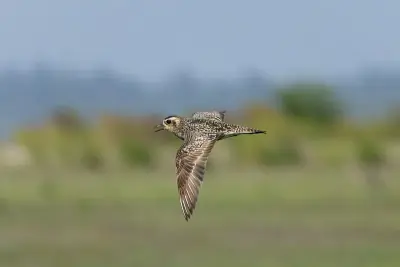 Pacific Golden-Plover