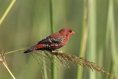 Red Avadavat