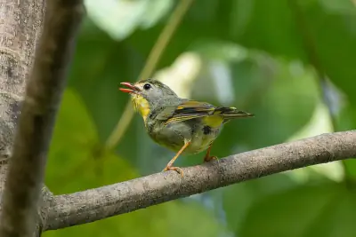 Red-billed Leiothrix