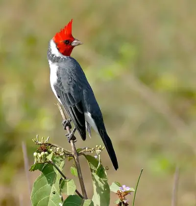 Red-crested Cardinal