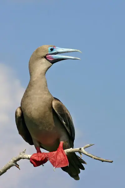 Red-footed Booby