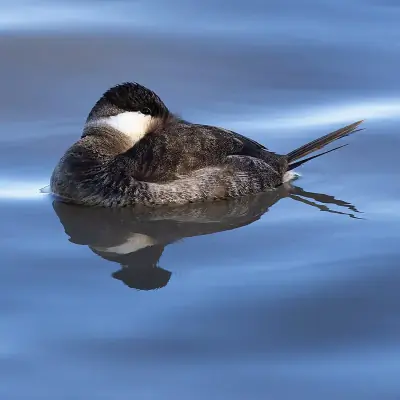 Ruddy Duck