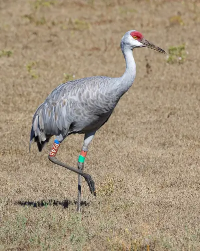 Sandhill Crane