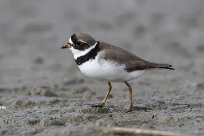 Semipalmated Plover