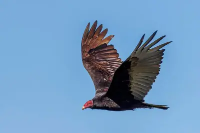 Turkey Vulture