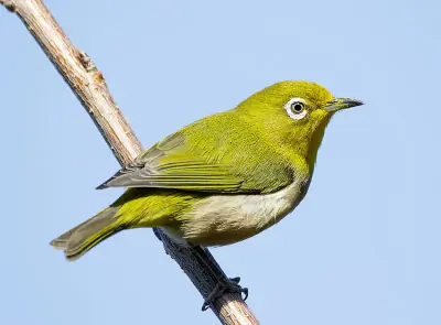 Warbling White-eye
