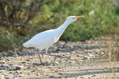 Western Cattle-Egret