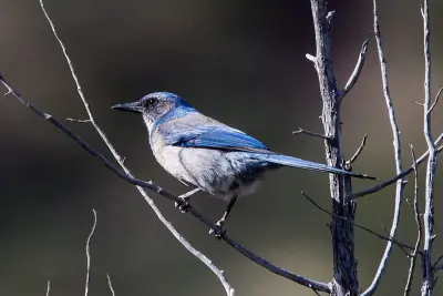 Woodhouse's Scrub-Jay