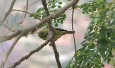 Yellow-fronted Canary