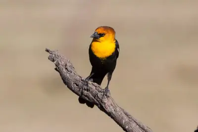 Yellow-headed Blackbird