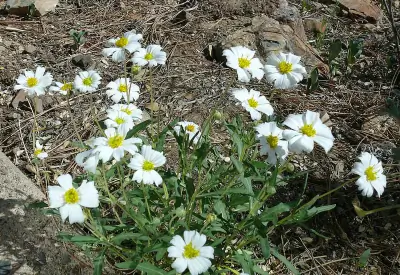 blackfoot daisy