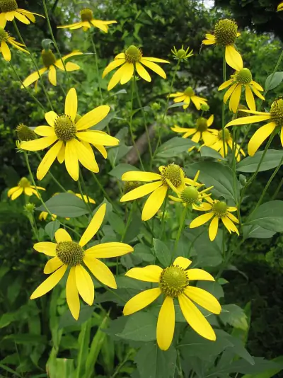 cutleaf coneflower