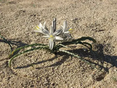 desert lily