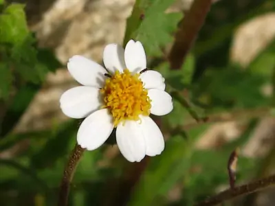 Emory's rockdaisy
