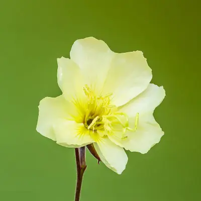 fragrant evening-primrose
