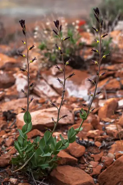 Heartleaf Twistflower