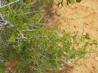 Stansbury's Cliffrose