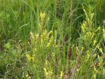 Yellow Sweetclover