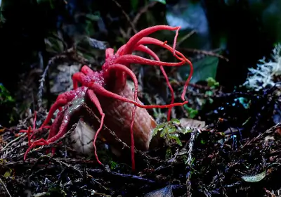 anemone stinkhorn fungus