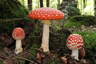 Fly Agaric