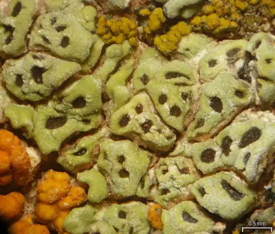 hoary cobblestone lichen