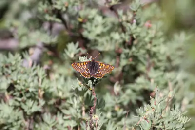 Anicia Checkerspot