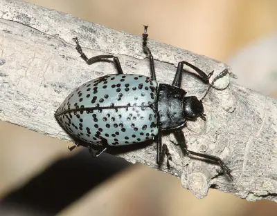 Blue Fungus Beetle