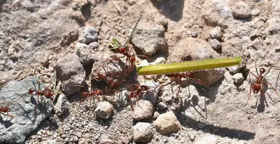 Chicatana Leafcutter Ant