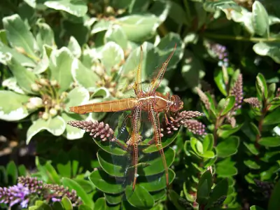 Flame Skimmer