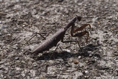 Giant Asian Mantis