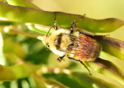 Hunt's Bumble Bee