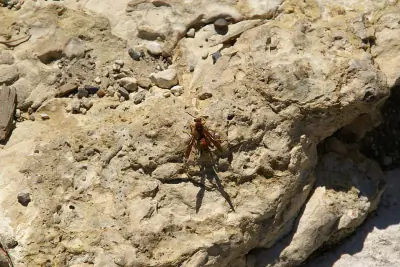 Kaibab Paper Wasp