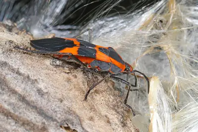 Large Milkweed Bug