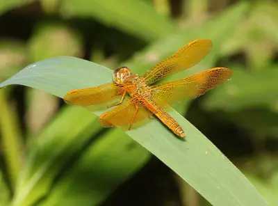 Mexican Amberwing