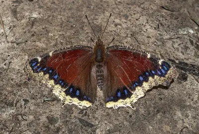 Mourning Cloak