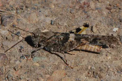 Pallid-winged Grasshopper