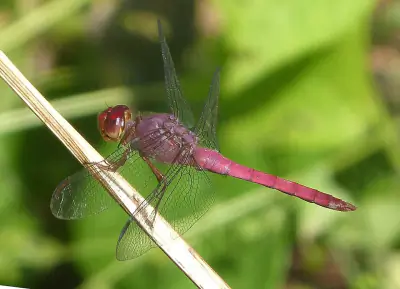 Roseate Skimmer