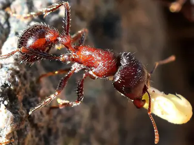 Rough Harvester Ant