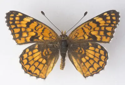 Sagebrush Checkerspot