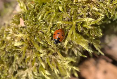 Seven-spotted Lady Beetle