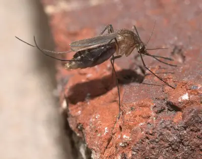 Southern House Mosquito