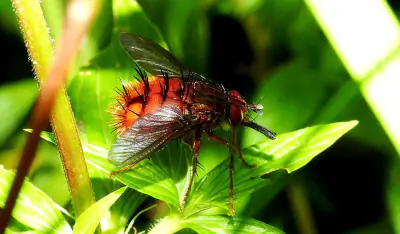 Spiny Tachina Fly