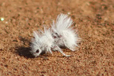 Thistledown Velvet Ant