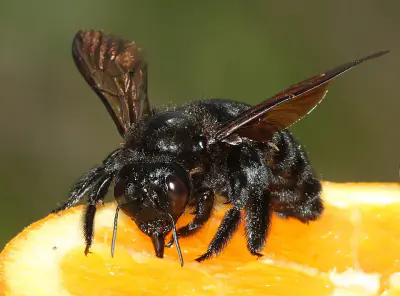 Valley Carpenter Bee