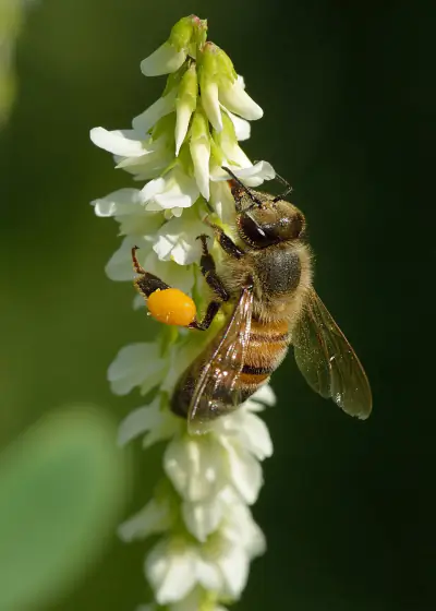 Western Honey Bee