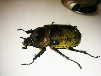 Western Rhinoceros Beetle