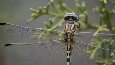 White-belted Ringtail